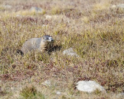 Marmot, Yellow-Bellied, gathering grass-092311-Trail Ridge Road, RMNP, CO-#0504.jpg