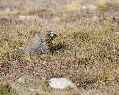 Marmot, Yellow-Bellied, gathering grass-092311-Trail Ridge Road, RMNP, CO-#0532.jpg