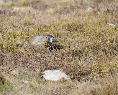 Marmot, Yellow-Bellied, gathering grass-092311-Trail Ridge Road, RMNP, CO-#0533.jpg