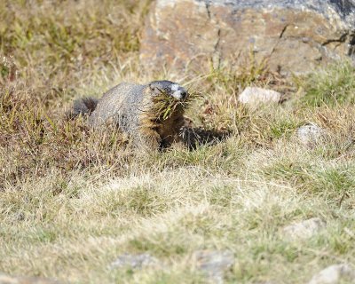 Marmot, Yellow-Bellied, gathering grass-092311-Trail Ridge Road, RMNP, CO-#0577.jpg