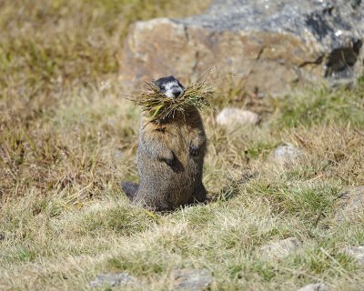 Marmot, Yellow-Bellied, gathering grass-092311-Trail Ridge Road, RMNP, CO-#0718.jpg