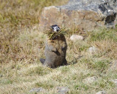 Marmot, Yellow-Bellied, gathering grass-092311-Trail Ridge Road, RMNP, CO-#0723.jpg