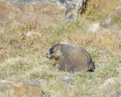 Marmot, Yellow-Bellied, gathering grass-092411-Trail Ridge Road, RMNP, CO-#0164.jpg