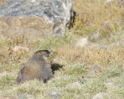 Marmot, Yellow-Bellied, gathering grass-092411-Trail Ridge Road, RMNP, CO-#0181.jpg