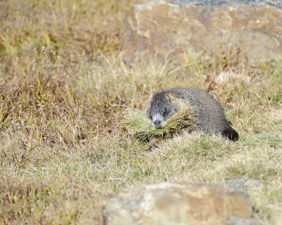 Marmot, Yellow-Bellied, gathering grass-092411-Trail Ridge Road, RMNP, CO-#0225.jpg