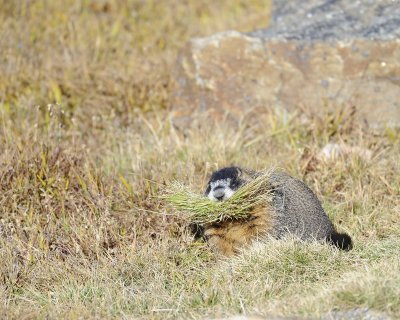 Marmot, Yellow-Bellied, gathering grass-092411-Trail Ridge Road, RMNP, CO-#0237.jpg
