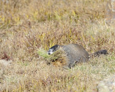 Marmot, Yellow-Bellied, gathering grass-092411-Trail Ridge Road, RMNP, CO-#0263.jpg
