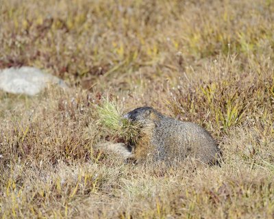Marmot, Yellow-Bellied, gathering grass-092411-Trail Ridge Road, RMNP, CO-#0288.jpg
