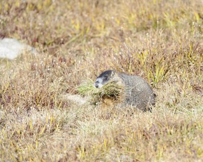 Marmot, Yellow-Bellied, gathering grass-092411-Trail Ridge Road, RMNP, CO-#0329.jpg