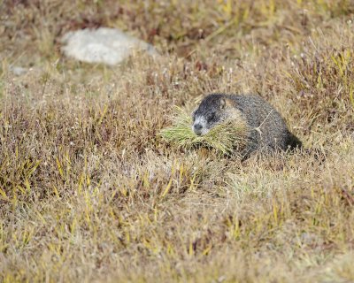 Marmot, Yellow-Bellied, gathering grass-092411-Trail Ridge Road, RMNP, CO-#0333.jpg