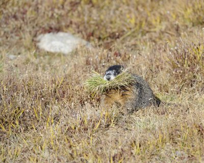 Marmot, Yellow-Bellied, gathering grass-092411-Trail Ridge Road, RMNP, CO-#0349.jpg