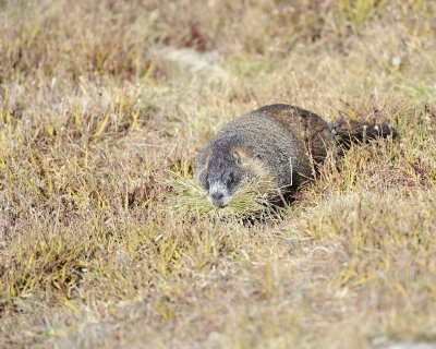 Marmot, Yellow-Bellied, gathering grass-092411-Trail Ridge Road, RMNP, CO-#0405.jpg