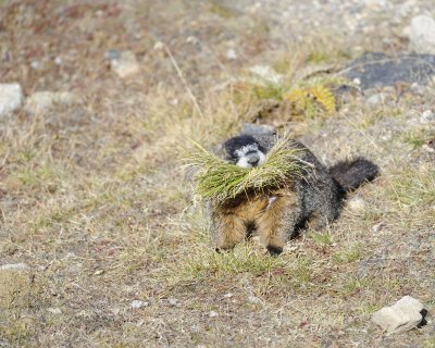 Marmot, Yellow-Bellied, gathering grass-092411-Trail Ridge Road, RMNP, CO-#0423.jpg