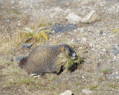 Marmot, Yellow-Bellied, gathering grass-092411-Trail Ridge Road, RMNP, CO-#0434.jpg