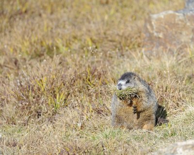 Marmot, Yellow-Bellied, gathering grass-092411-Trail Ridge Road, RMNP, CO-#0465.jpg