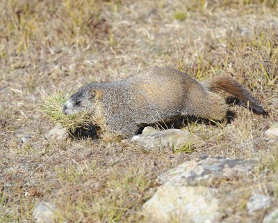 Marmot, Yellow-Bellied, gathering grass-092411-Trail Ridge Road, RMNP, CO-#0551.jpg