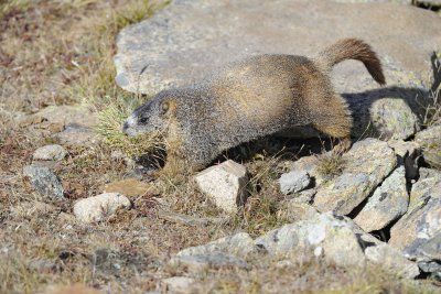 Marmot, Yellow-Bellied, gathering grass-092411-Trail Ridge Road, RMNP, CO-#0556.jpg