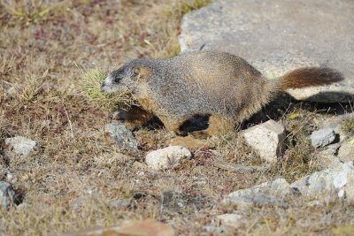 Marmot, Yellow-Bellied, gathering grass-092411-Trail Ridge Road, RMNP, CO-#0557.jpg