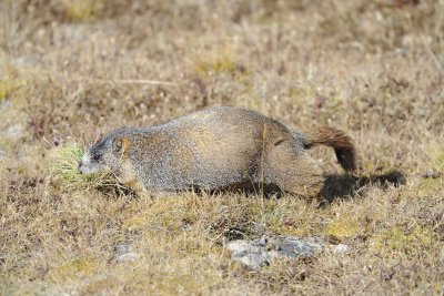 Marmot, Yellow-Bellied, gathering grass-092411-Trail Ridge Road, RMNP, CO-#0560.jpg