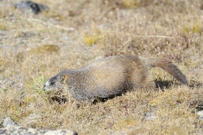 Marmot, Yellow-Bellied, gathering grass-092411-Trail Ridge Road, RMNP, CO-#0561.jpg
