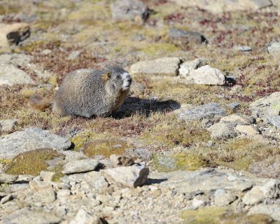 Marmot, Yellow-Bellied-092311-Trail Ridge Road, RMNP, CO-#0147.jpg