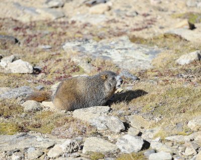 Marmot, Yellow-Bellied-092311-Trail Ridge Road, RMNP, CO-#0184.jpg