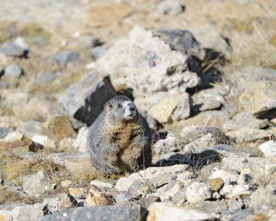 Marmot, Yellow-Bellied-092311-Trail Ridge Road, RMNP, CO-#0279.jpg