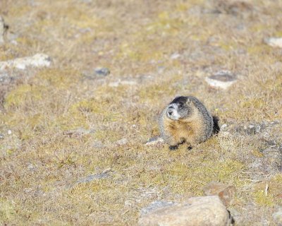 Marmot, Yellow-Bellied-092411-Trail Ridge Road, RMNP, CO-#0025.jpg