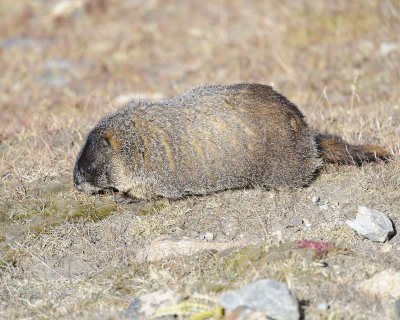Marmot, Yellow-Bellied-092411-Trail Ridge Road, RMNP, CO-#0140.jpg