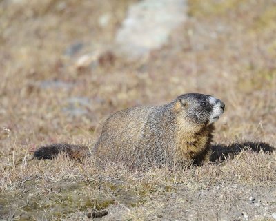 Marmot, Yellow-Bellied-092411-Trail Ridge Road, RMNP, CO-#0663.jpg