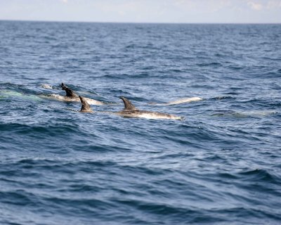Dolphin, Risso's-100111-Santa Barbara Channel, CA-#0002.jpg