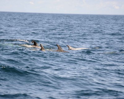 Dolphin, Risso's-100111-Santa Barbara Channel, CA-#0003.jpg
