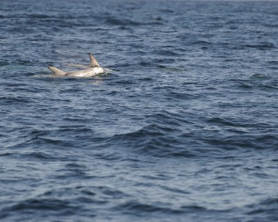 Dolphin, Risso's-100111-Santa Barbara Channel, CA-#0036.jpg