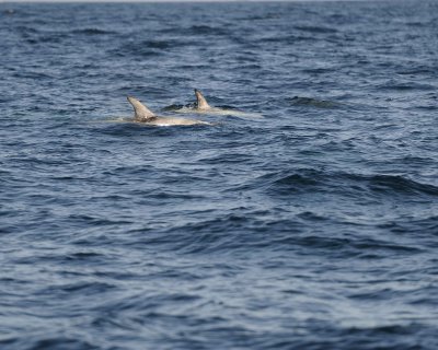 Dolphin, Risso's-100111-Santa Barbara Channel, CA-#0038.jpg