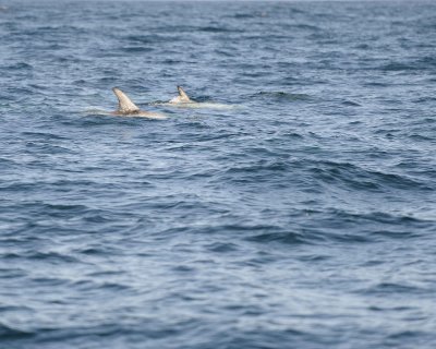 Dolphin, Risso's-100111-Santa Barbara Channel, CA-#0039.jpg