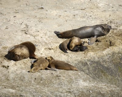 Peninsula Valdes - Southern Sea Lions