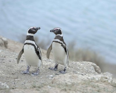 Punta Cero - Magellanic Penguins