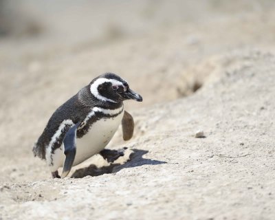 Punta Cero - Magellanic Penguins