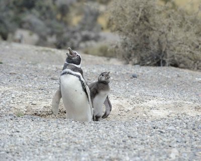 Punta Tombo - Magellanic Penguins
