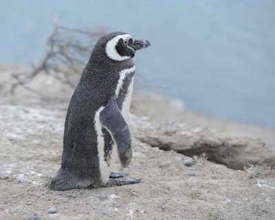 Penguin, Magellanic-122911-Punta Cero, Peninsula Valdes, Argentina-#0383.jpg