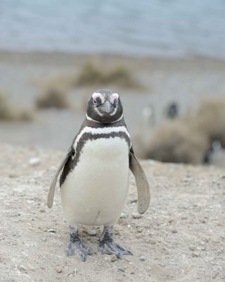 Penguin, Magellanic-122911-Punta Cero, Peninsula Valdes, Argentina-#0098.jpg