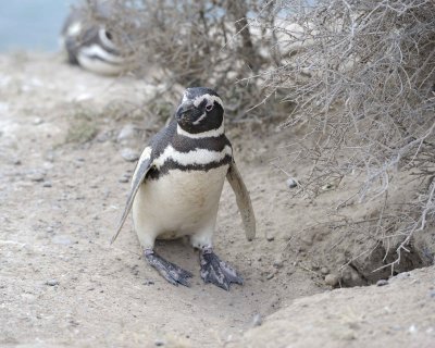 Penguin, Magellanic-122911-Punta Cero, Peninsula Valdes, Argentina-#0382.jpg