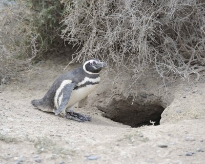 Penguin, Magellanic-122911-Punta Cero, Peninsula Valdes, Argentina-#0396.jpg