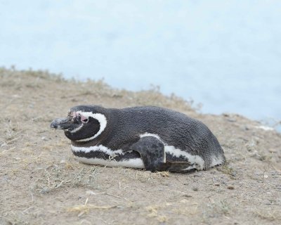 Penguin, Magellanic-122911-Punta Cero, Peninsula Valdes, Argentina-#0463.jpg