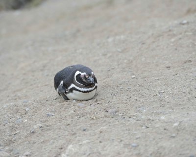 Penguin, Magellanic-122911-Punta Cero, Peninsula Valdes, Argentina-#0512.jpg