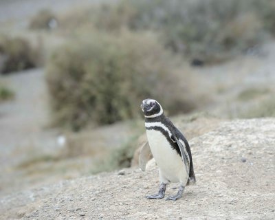 Penguin, Magellanic-122911-Punta Cero, Peninsula Valdes, Argentina-#0528.jpg