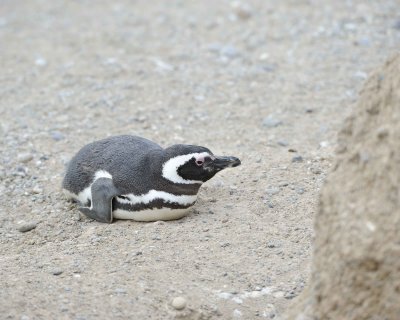 Penguin, Magellanic-122911-Punta Cero, Peninsula Valdes, Argentina-#0541.jpg