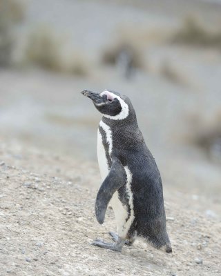 Penguin, Magellanic-122911-Punta Cero, Peninsula Valdes, Argentina-#0545.jpg