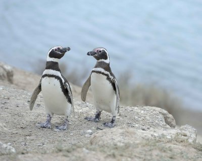 Penguin, Magellanic-122911-Punta Cero, Peninsula Valdes, Argentina-#0547.jpg