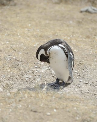 Penguin, Magellanic-122911-Punta Cero, Peninsula Valdes, Argentina-#0593.jpg
